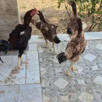 مرغ و خروس لاری