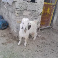 کعره نر|حیوانات مزرعه|زابل, |دیوار