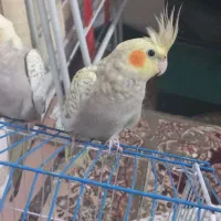 عروس هلندی 3ماهه|پرنده|رشت, جانبازان|دیوار