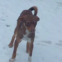 پاکوتا|سگ|بناب, |دیوار