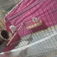 یه جفت فنچ نرگسی|پرنده|بم, |دیوار