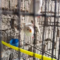 مرغ عشق البینو|پرنده|فردوس (خراسان), |دیوار