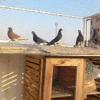 کفتر شهری|پرنده|شیراز, عادل آباد|دیوار