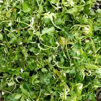 سبزی زولنگ و پونه یا همان اوجی موجوده