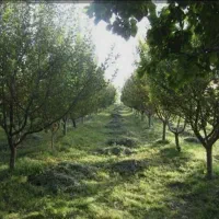 ۶۰۰متر باغچه ۶۰متر بنا