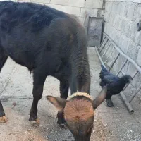 گوساله نرفروشی|حیوانات مزرعه|زمکان, |دیوار