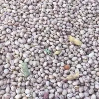 لوبیا چیتی بوجاری درجه یک و بوجار نشده..|خوردنی و آشامیدنی|شیراز, فرهنگ شهر|دیوار
