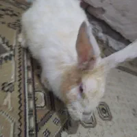 خرگوش خانگی درجه|موش و خرگوش|مهاباد (آذربایجان غربی), |دیوار