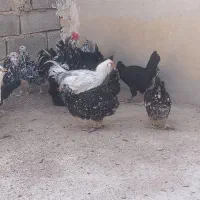 مرغ و خروس گلین خال سوزنی|حیوانات مزرعه|شیراز, میانرود|دیوار