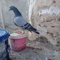 کبوتر‌گمشده