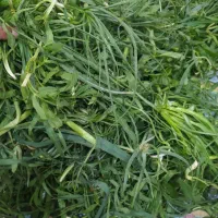 گیاه تازه شسته آماده