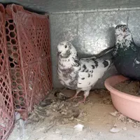 کفتر|پرنده|محمدشهر, محمدشهر|دیوار