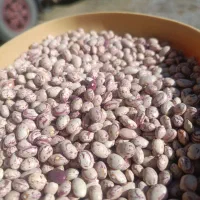 لوبیا چیتی