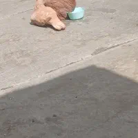 نرماده سرخ زرد کرمونی