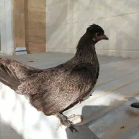 سلام دو جفت مرغ و خروس تزئینی خوشگل|پرنده|قم, نخودی|دیوار