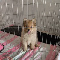 پامرانین خرسی|سگ|کرمانشاه, |دیوار