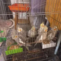 طوطی عروس هلندی|پرنده|چالوس, |دیوار