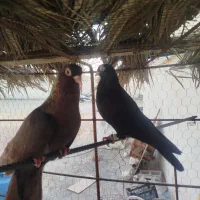 کبوتر زاغ و سوسنی