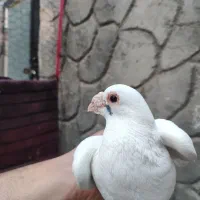 کبوتر|پرنده|چناران, |دیوار