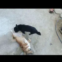 سگ پاکوتا نرماده تربیت شده