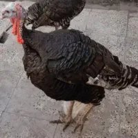 بوقلمون تعویض یافروش