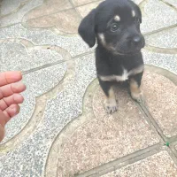 واگذاری رایگان توله دوماهه ماده|سگ|نوشهر, |دیوار