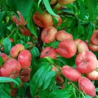 فروش ریشه لخت بدون واسطه از خزانه مادری|خدمات باغبانی و درختکاری|ابهر, |دیوار