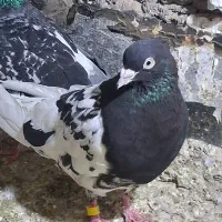 کبوتر صید