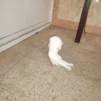 کفتر جکسون و شامپیون|پرنده|قم, بنیاد|دیوار