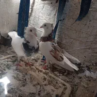 پرنده|پرنده|یاسوج, |دیوار