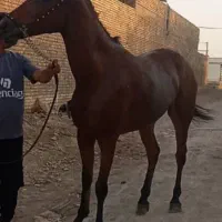 مادیان خالص دختری ازهماورد