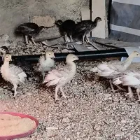 پرورش رایگان بوقلمون|استخدام صنعتی، فنی، مهندسی|اهواز, زندوکیلی|دیوار