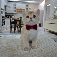 گربه بریتیش نر شورت هیر