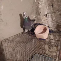 کفتر تهرانی