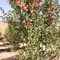 سیب درختی ابدار