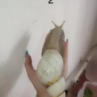 حلزون آچاتینا|خزنده|زنجان, |دیوار