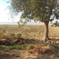 فروش زمین کشاورزی مناسب گلخانه،دامداری،پنل خورشیدی