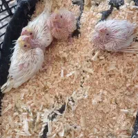 جوجه عروس هلندی|پرنده|اندیمشک, |دیوار