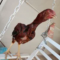 خروس لاری
