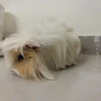 خوکچه هندی|موش و خرگوش|تهران, نارمک|دیوار