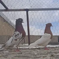 کبوتر کله ای