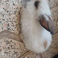 خرگوش کوچولوی ناز و دلبر