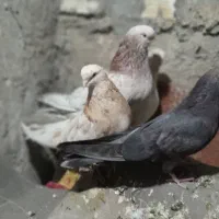 ۴تا کفتر  زینتی سرور