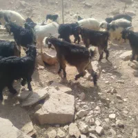 بیگ نر|حیوانات مزرعه|مسجد سلیمان, |دیوار