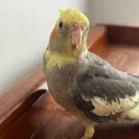 فروش عروس هلندی