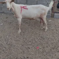 بزتک چین شده سانن|حیوانات مزرعه|درمیان, |دیوار