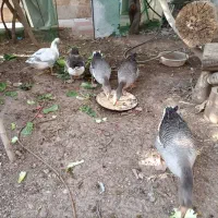 تعدادی خروس و غاز فروشی|حیوانات مزرعه|هشتگرد, شهرک بعثت|دیوار