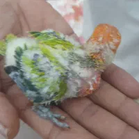 کوتوله عروس هلندی طوطی ملنگو قناری|پرنده|مشهد, خواجه ربیع|دیوار