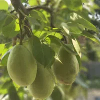 معاوضه زمین با آپارتمان در نارمک|فروش خانه و ویلا|تهران, هفت حوض|دیوار