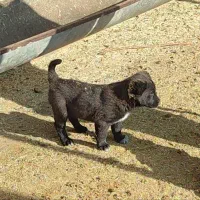 حیوان نرو ماده|سگ|آبگرم, |دیوار